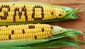 Австралия разреши ГМО културите
