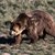 Мъж оцеля една седмица, гонен от мечка гризли в Аляска