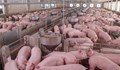 Глад за работници в свинефермите във Великобритания