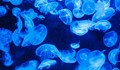 Бум на популацията на медузи в моретата на Гърция