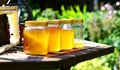 Сръбски пчелари чакат меда да поскъпне до 17 евро за килограм