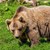 Село Арда е в паника заради нападения от мечка