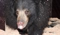 Бърнеста мечка от Сингапур заживя в Софийския зоопарк