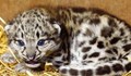 Фермер обърка леопардчета с котенца и ги приюти в дома си