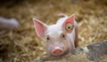 Огнище на африканска чума по свинете е установено в Благоевградско