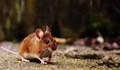 Нова теория: Омикрон може да е дошъл от мишка