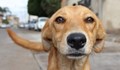 Русенци могат да обсъждат Проектонаредбата за хранене на бездомни животни до 6 март
