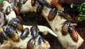 Защо хлебарките могат да преживеят и ядрена война