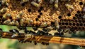 На 20 май светът отбелязва Международния ден на пчелата