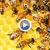 Пчелар от Русенско: Опазването на пчелните семейства може да бъде решено лесно