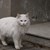 Сотаджии спасиха заклещена котка на трафопост в Русе