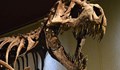 В Аржентина откриха останки на неизвестен досега динозавър
