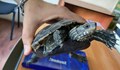 Откриха застрашен вид костенурка в центъра на Хасково
