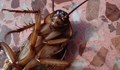 Подправката, с която да изгоним хлебарките от дома си