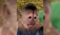Маймуна звънна на спешния телефон 911 в САЩ