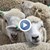 България може да остане без овче мляко