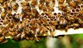 Мъж от САЩ е в кома след 20 000 ужилвания от пчели