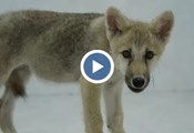 Показаха първия в света клониран арктически вълк