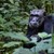 Откритие: Шимпанзетата се лекуват с насекоми