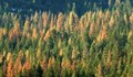 В Северна и Централна България ще има близо 3000 декара нови гори