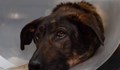 Чудовищно насилие над бездомно куче в София