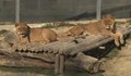 Зоолози: Животните се дразнят от фойерверките