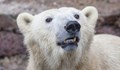 Полярна мечка уби жена и дете в Аляска