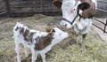 Клонирана крава даде потомство за първи път в Русия