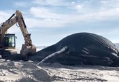 Океанът изхвърли огромен кит на брега на САЩ