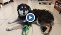 Христо Шопов спаси сляпо куче, изхвърлено в гората край Батак
