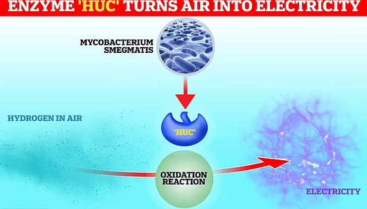 "Huc" е извлечен от обикновена, живееща в почвата бактерия