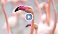 За първи път у нас учени заснеха розово фламинго да гнезди