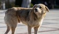 Кметове от страната готвят законодателни промени за бездомните кучета