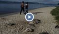 Мъртви скатове "заляха" плаж в Рио де Жанейро