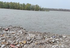 Поредната свинщина