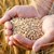 Словакия забрани преработката и продажбата на украинско зърно