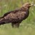 Открити са нови гнезда на Малкия креслив орел в ПП „Русенски Лом“