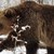 Русенският мечок Станди отказа да спи зимен сън