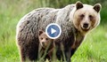Семейство разказа за опасна среща с мечка край село Стоб