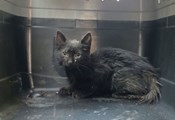 Спасиха коте, прекарало три дни в тръба