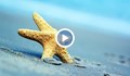 Колко изрядни са плажовете по Черноморието?