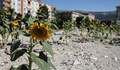 Слънчогледи поникнаха от руините на земетресенията в Турция