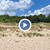 "Биволъ": Багери на Община Царево заличиха дюните на Корал след обаждане на Кирил Петков