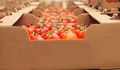 Турция увеличи квотата за износ на домати в Русия