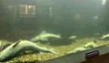 Всички есетрови риби в Екомузея са мъртви след токов удар