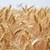 Слаба реколта от ечемик и пшеница очакват зърнопроизводителите в Добруджа