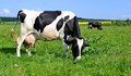 В Канада започва развъждането на нискоемисионни крави