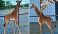 Роди се жираф без петна