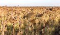 Земеделци масово се отказват да жънат слънчогледа и царевицата си