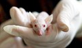 В Калифорния откриха тайна медицинска лаборатория със заразени с COVID мишки